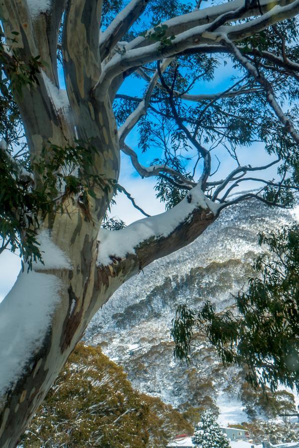 Pure Chalet Thredbo Hotel Exterior foto